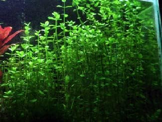 Potted Live Aquarium Plants | Freshwater Aquatic Plants for Aquariums (Moneywort, 5 Pack)