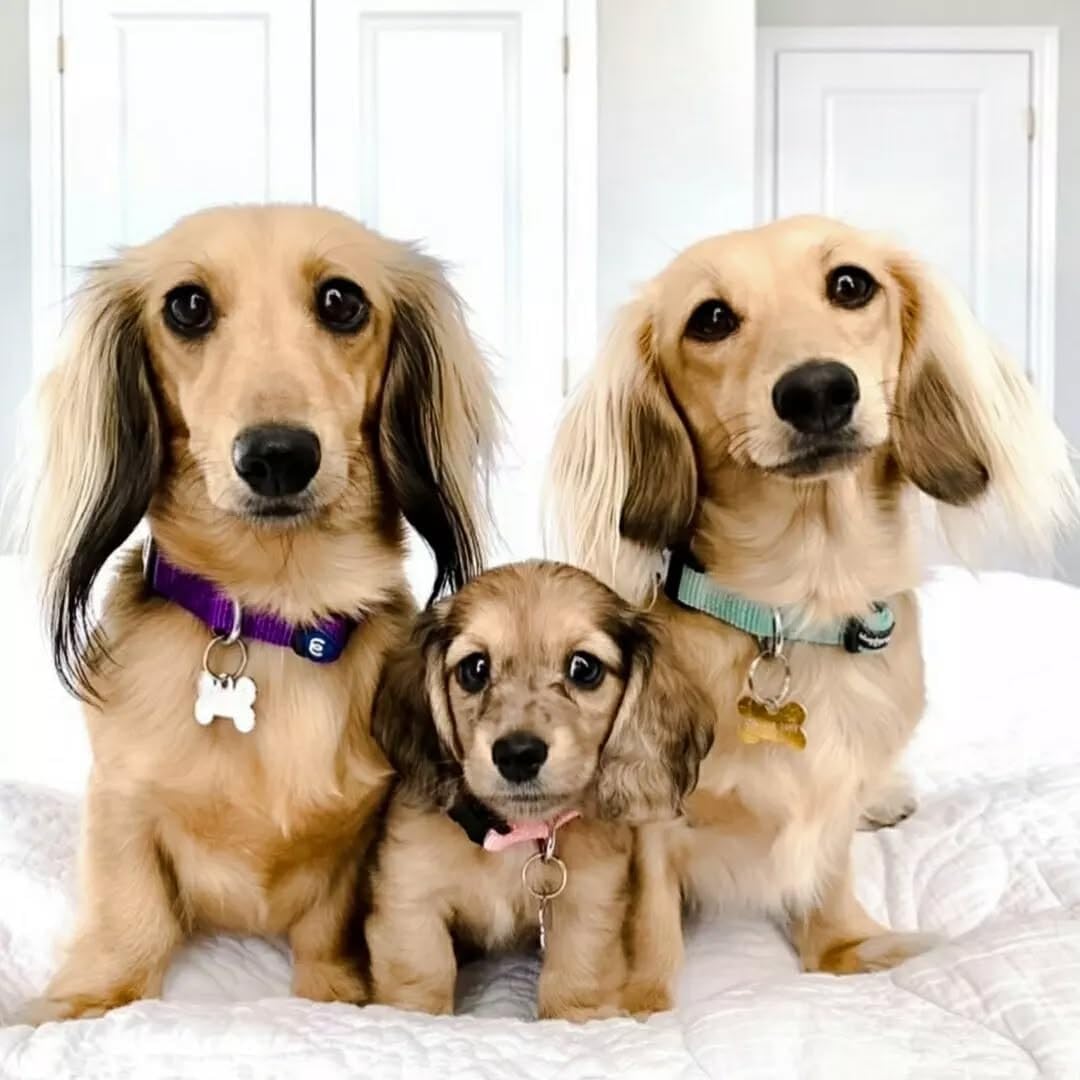 Blueberry Pet Essentials Matching Medium Adjustable & Durable Classic Solid Color Nylon Dog Collars for Medium Dogs | Mint Blue Collar for Girl & Boy Dogs