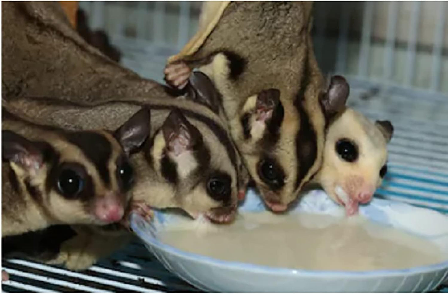 Exotic Nutrition Gliderade Nectar (3 lb.) - Vitamin-Enriched Healthy Nectar Supplement - Powdered Mix - Provides Necessary Carbohydrates for Sugar Gliders