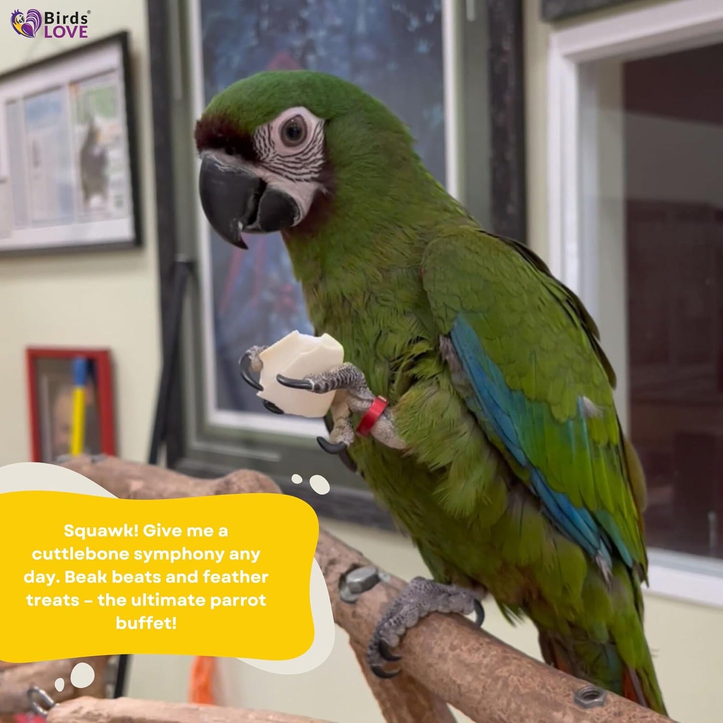 Birds LOVE Natural Cuttlebone | 100% Pure Sun-Dried Calcium Supplement for Birds, Tortoises, Snails & Crabs | Supports Beak & Shell Health | Easy to Chew | 2 Pack, Size 3.5 to 4"