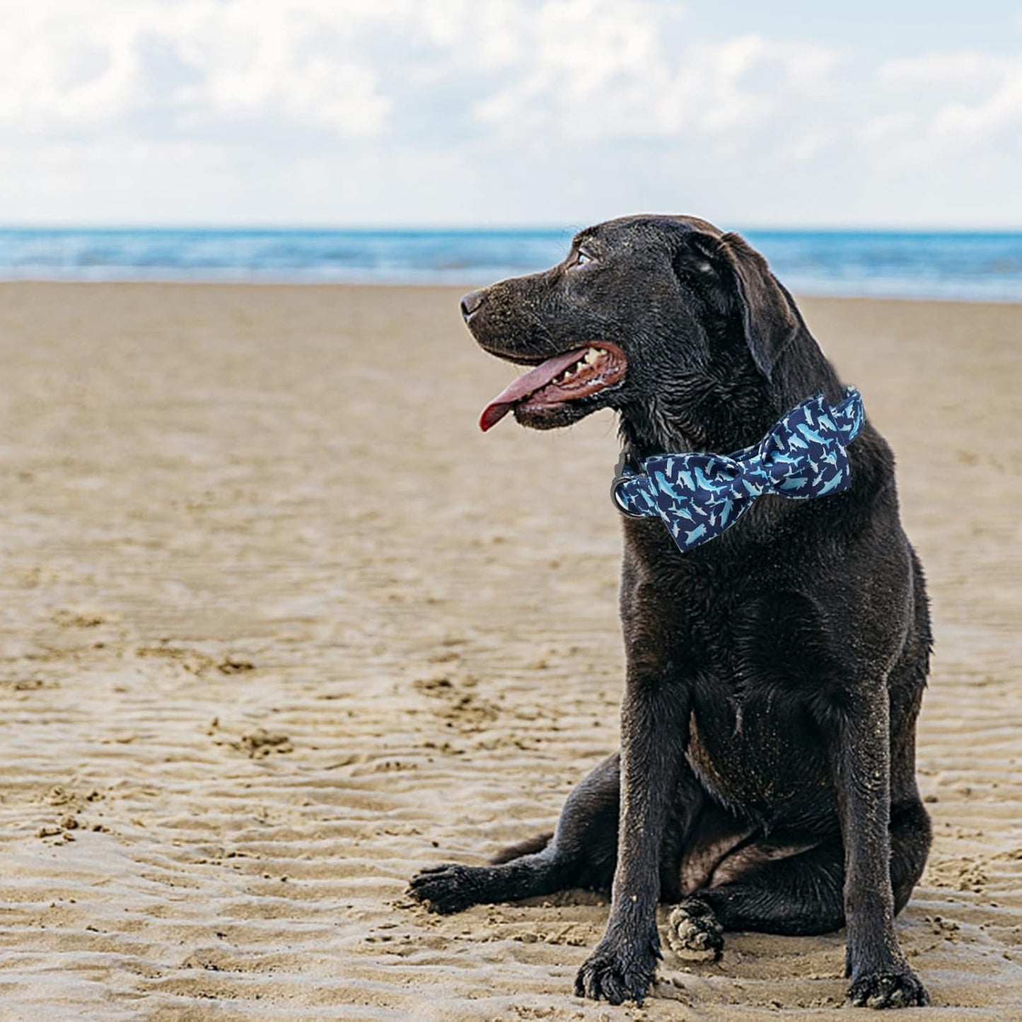 Elegant Little Tail Bowtie Dog Collar - Shark Print, Adjustable for Small Dogs