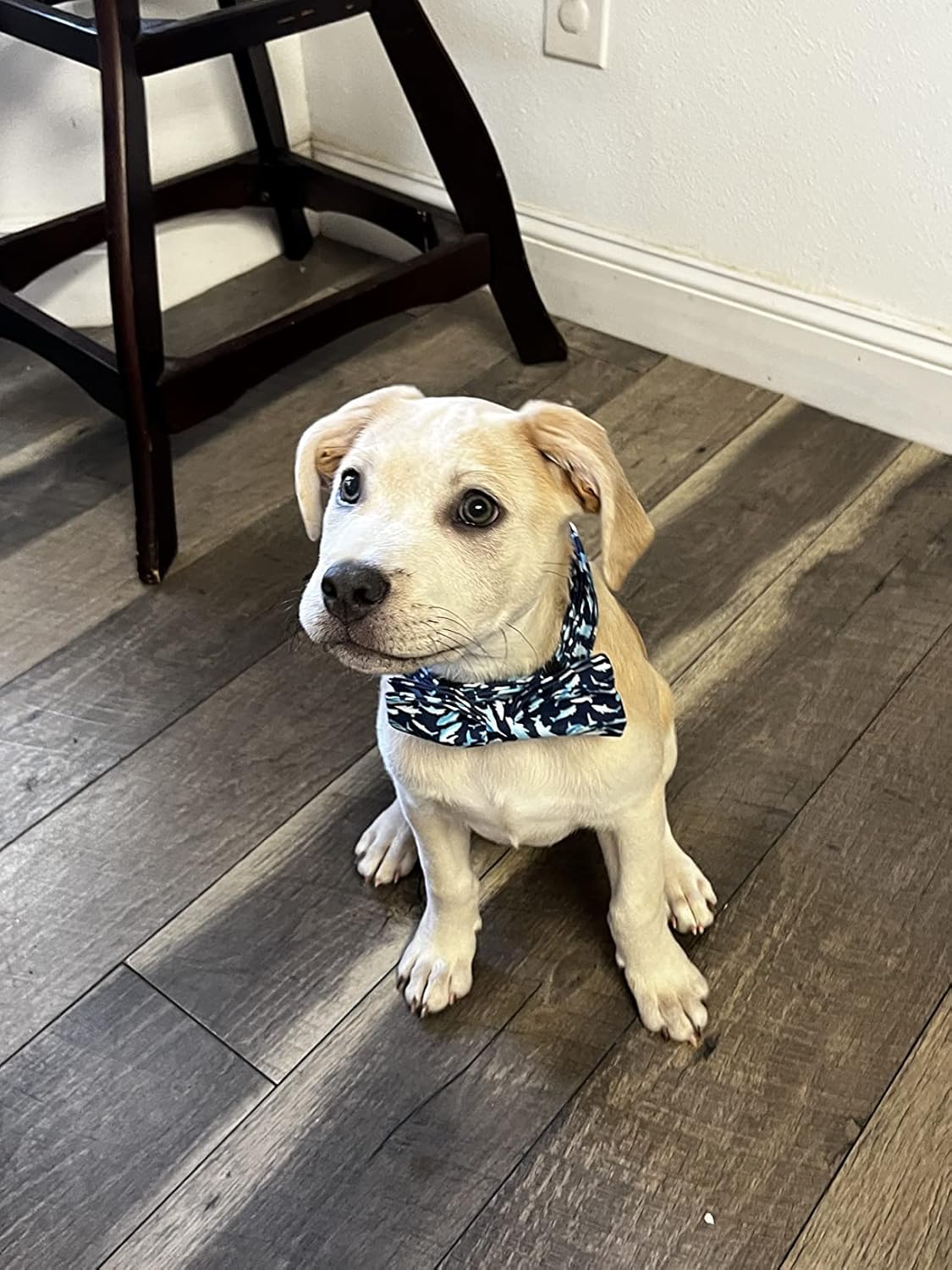 Elegant little tail Dog Collar with Bow, Shark Print Adjustable Dog Collar Cute Bowtie Dog Collar Boy Pet Collar for X-Small Puppy and Cat