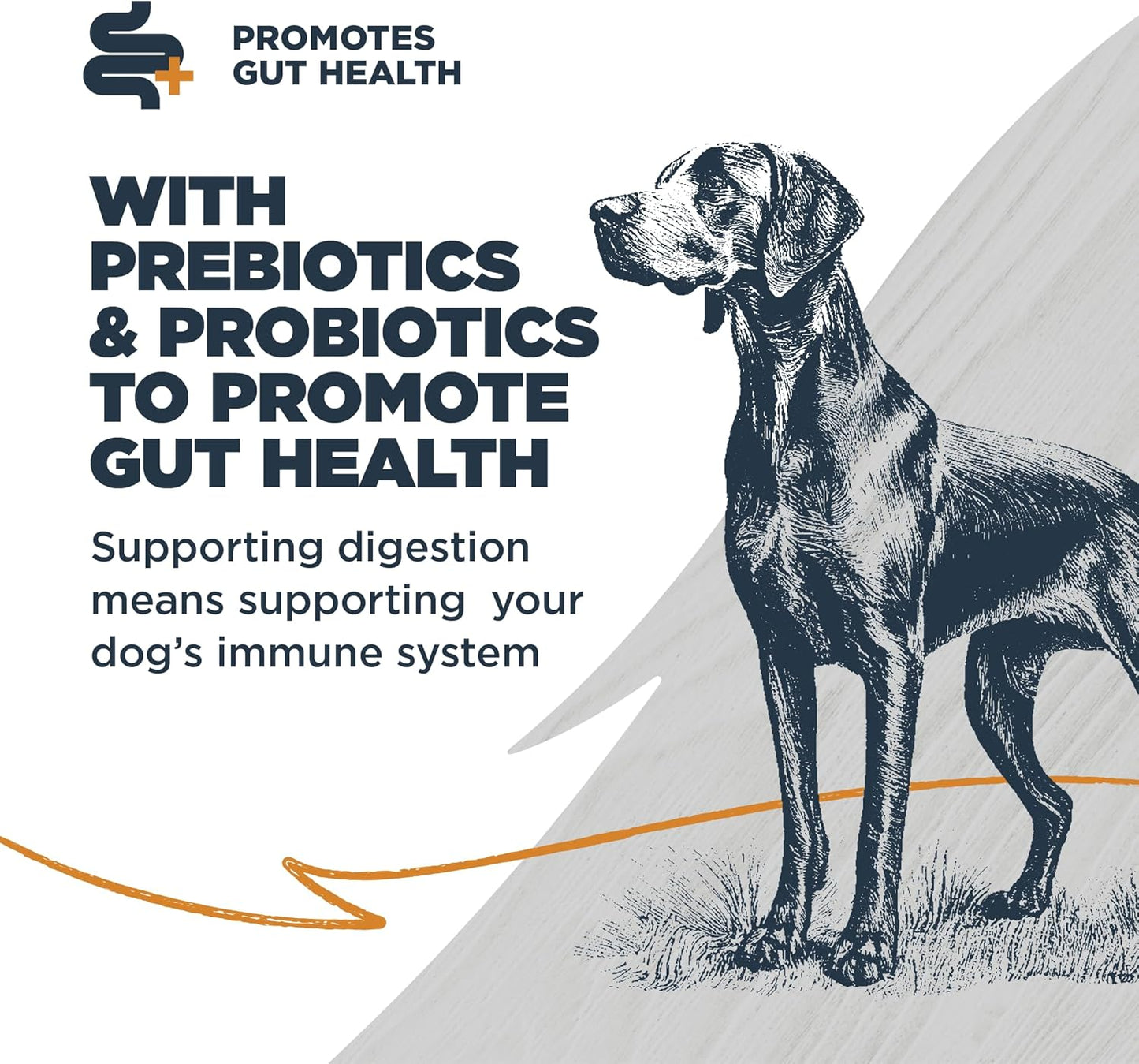 Blackwood Sensitive Skin & Stomach Dry Dog Food, Lamb Meal & Brown Rice with Ancient Grains, 10 Pound Bag with Prebiotics & Probiotics to Promote Gut Health