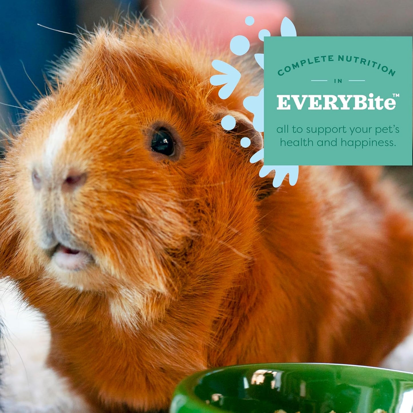 Oxbow Essentials Guinea Pig Food, Adult Guinea Pig, Made with Oxbow Timothy Hay, Pet Food Pellets with Vitamin C, Small Animal Pet Products, Made in USA, High Fiber, 10 lb. bag