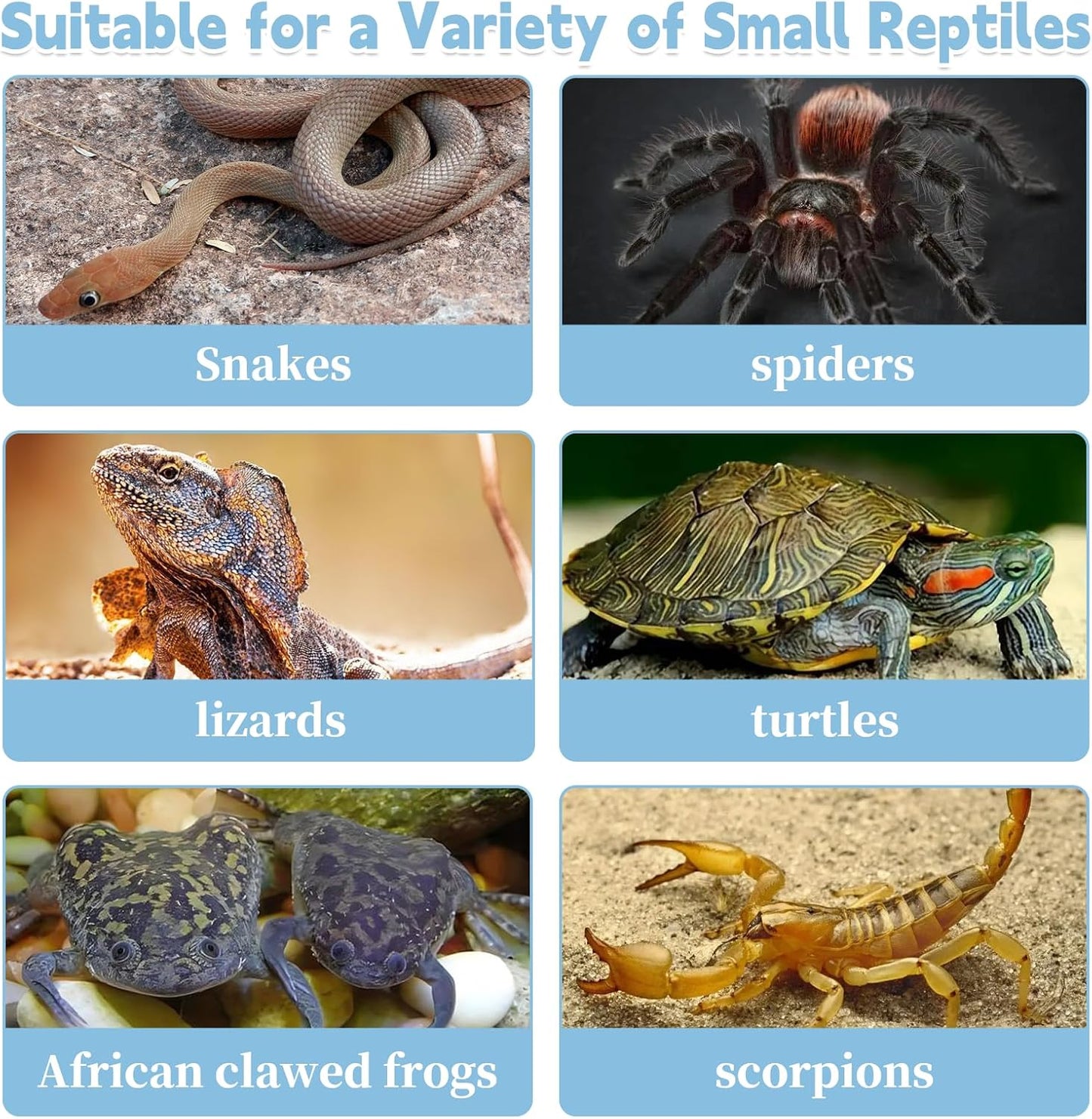 PINVNBY Reptile Feeding Box 6 PCS Snake Breeding Box Lizard Cricket Cage Habitat Hatching Container Transparent Portable Critter Keeper for Spider Scorpion Gecko Tortoise Treefrog (2 Large 4 Small)