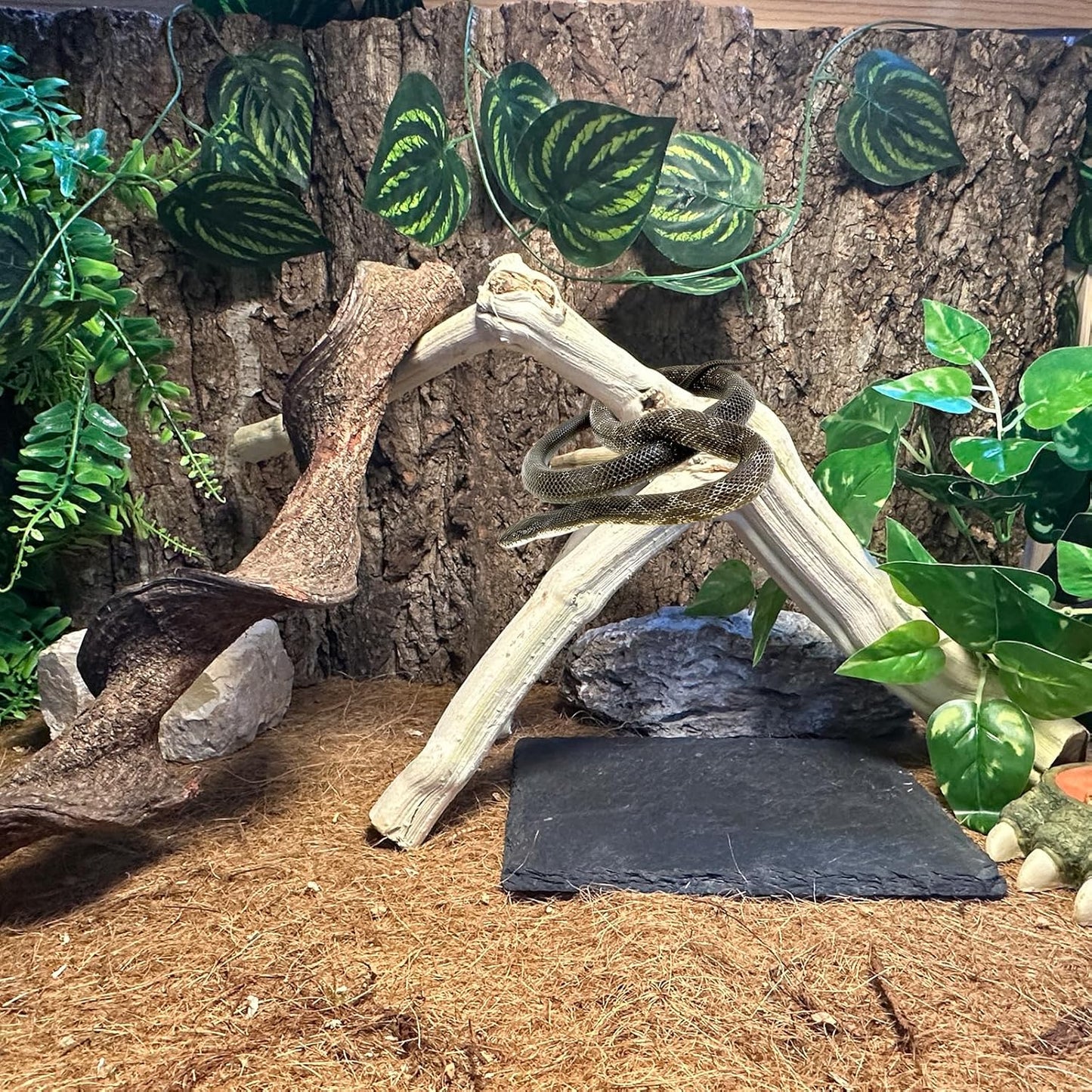 BNOSDM Reptile Branches, 12-14inch Snake Climbing Branch, Terrarium Wood Branch Decor, Bearded Dragon Tank Climbing Accessories for Lizard, Gecko, Chameleon, Frog, 2Pcs