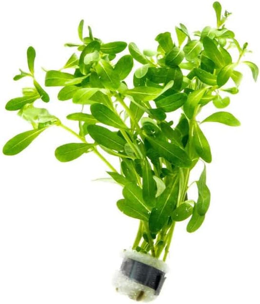 SubstrateSource Live Plant - Ludwigia Inclinata 'Green' - Moderate Care, High Light, Bright Green Accent, Freshwater Aquatic Plant for Aquascaping - Lead Bunch