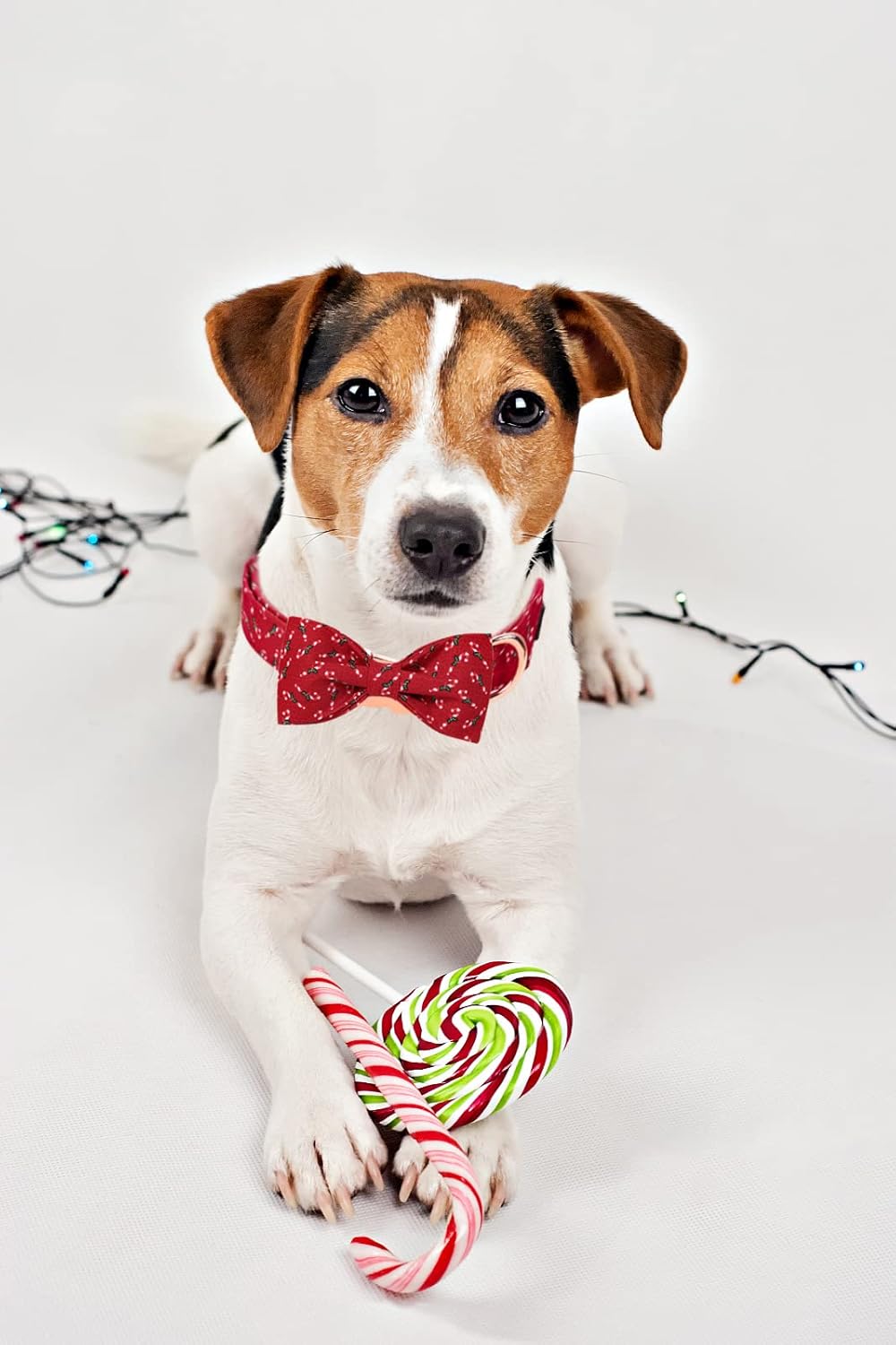 Lionet Paws Dog Collar with Bowtie, Medium, Candy Cane, Cotton, Detachable Bowtie, Unique Stylish Patterns, For Dogs, Adult, Medium Breed