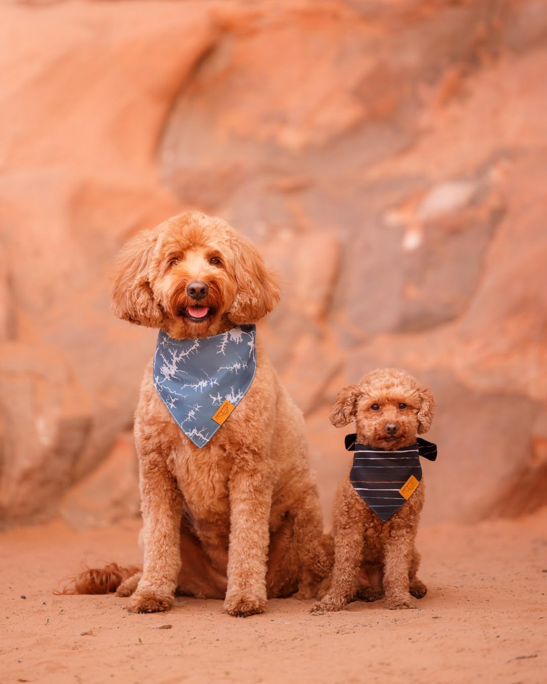 Remy+Roo Small Summer Dog Bandanas - 4 Pack Powell Set | Premium Durable Adjustable Polyester Fabric | Patented Shape Boy Dog Bandanas | Pack of Bandanas for Dogs