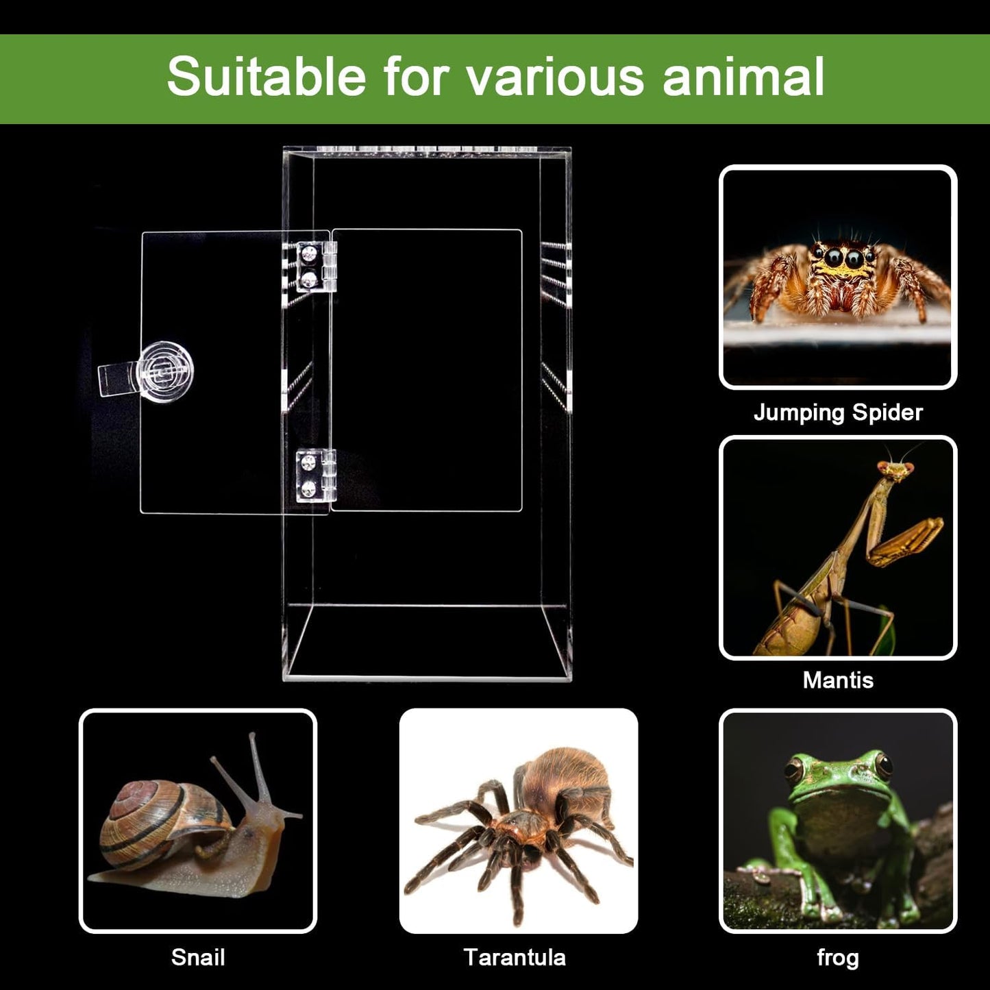 Spider Terrarium Kit, Jumping Spider Enclosure with Hideout, Rope Bridge, Ledge Ladder, Micro Habitat Terrarium for Small Tree Dwelling Reptiles, Arboreal Tarantula Enclosure (6x6x12 Inches)