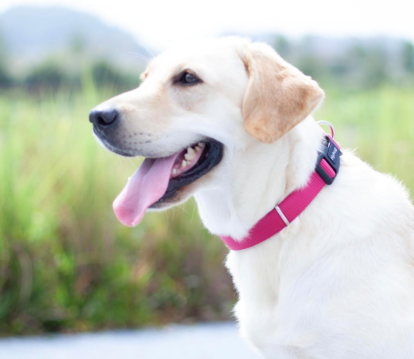 Hyhug Pets Solid Color Classic Regular Heavy Duty Basic Collar for Medium Dogs, Unique Design Adjustment Triglide Slide (Buckle) Can Attached Name Tag Accessories. (Medium, Rose Red)