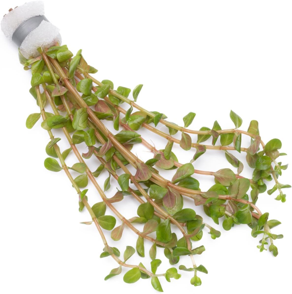 SubstrateSource Live Aquarium Stem Plants - Freshwater Aquatic Plant for Fish Tanks, Aquascaping - (Rotala H'Ra, 1 Bunch)