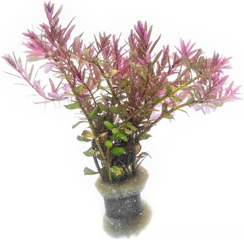 SubstrateSource Live Aquarium Red Stem Plants - Freshwater Aquatic Plant for Fish Tanks, Aquascaping - (Rotala Blood, 4 Bunches)