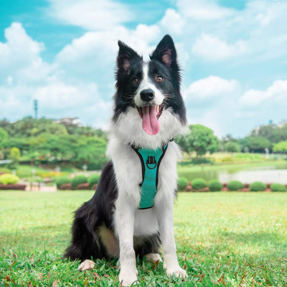 PoyPet No Pull Dog Harness, Reflective Comfortable Vest Harness with Front & Back 2 Leash Attachments and Easy Control Handle Adjustable Soft Padded Pet Vest for Small to Large Dogs (Mint Blue,L)