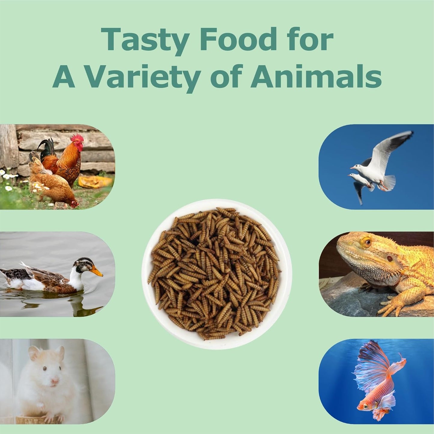 2LB Dried Black Soldier Fly Larvae, More Calcium Than Dried Mealworms, High Protein Chicken Feed, Poultry Treat, Chicken Scratch