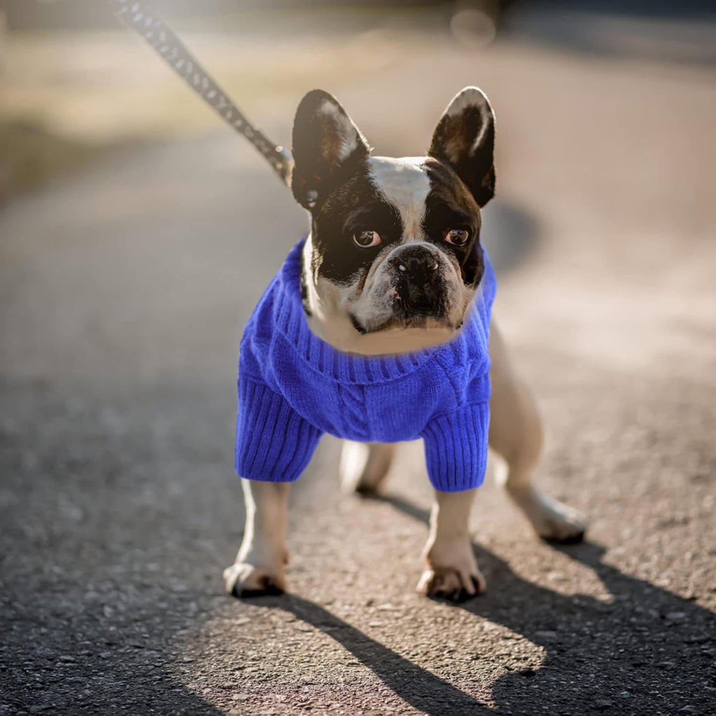 Queenmore Small Dog Pullover Sweater, Cold Weather Cable Knitwear, Classic Turtleneck Thick Warm Clothes for Chihuahua, Bulldog, Dachshund, Pug (Royal Blue, Small)