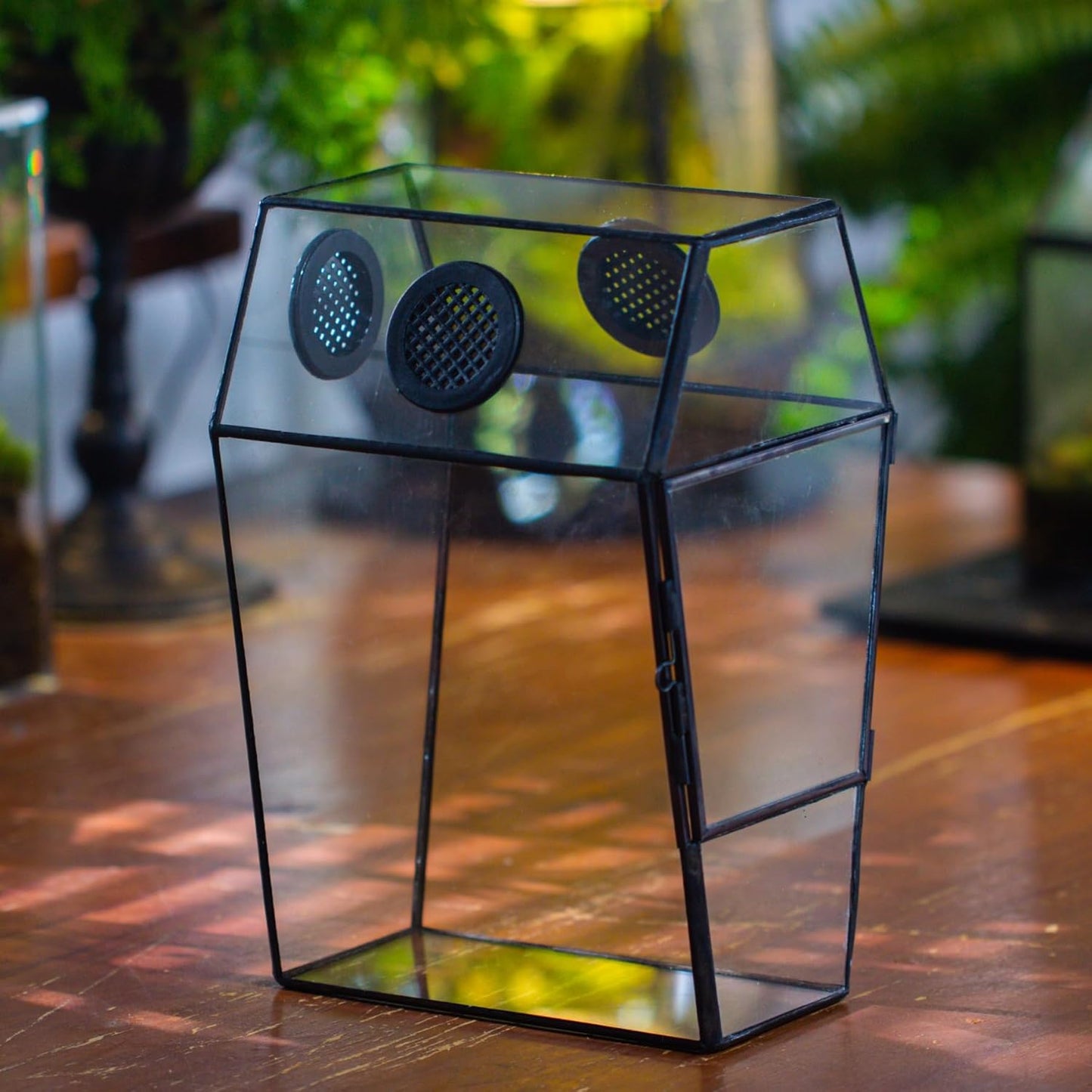 NCYP Gothic Glass Enclosure for Jumping Spider, Snails, Insects - Front Opening Door Geometric Cactus Plants Terrarium with Vent Holes, Indoor Tabletop Coffin Shape Decor, Black (Terrarium Only)