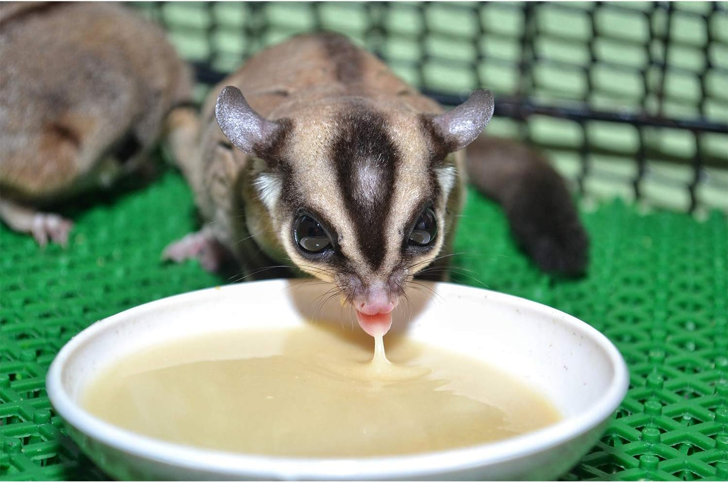 Exotic Nutrition Gliderade Nectar (3 lb.) - Vitamin-Enriched Healthy Nectar Supplement - Powdered Mix - Provides Necessary Carbohydrates for Sugar Gliders