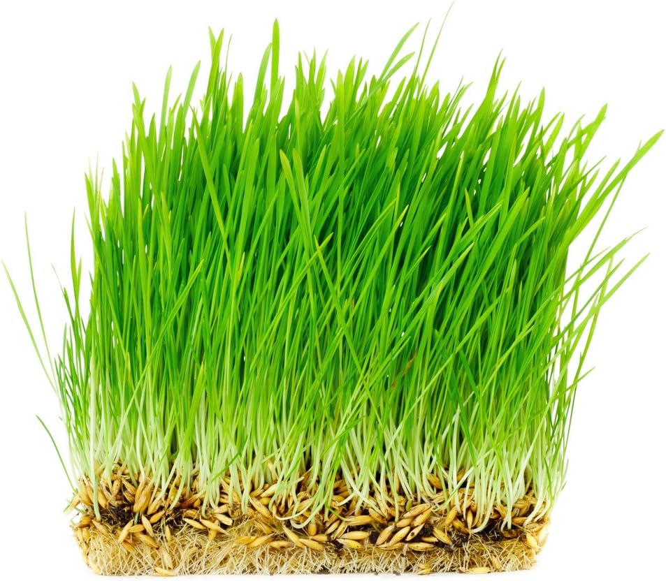 Thunder Acres Non GMO, Certified Organic, Oat Seed (5 lb.)