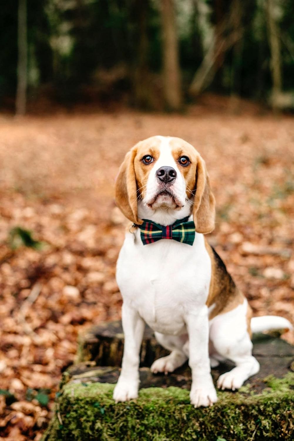 Lionet Paws Christmas Dog Collar with Bowtie Durable Adjustable Handmade Comfortable Bowtie Dog Collar Green with Metal Buckle for Small Dogs,Girl Boy,Party,Festival,Holiday Style,Neck 10-16in