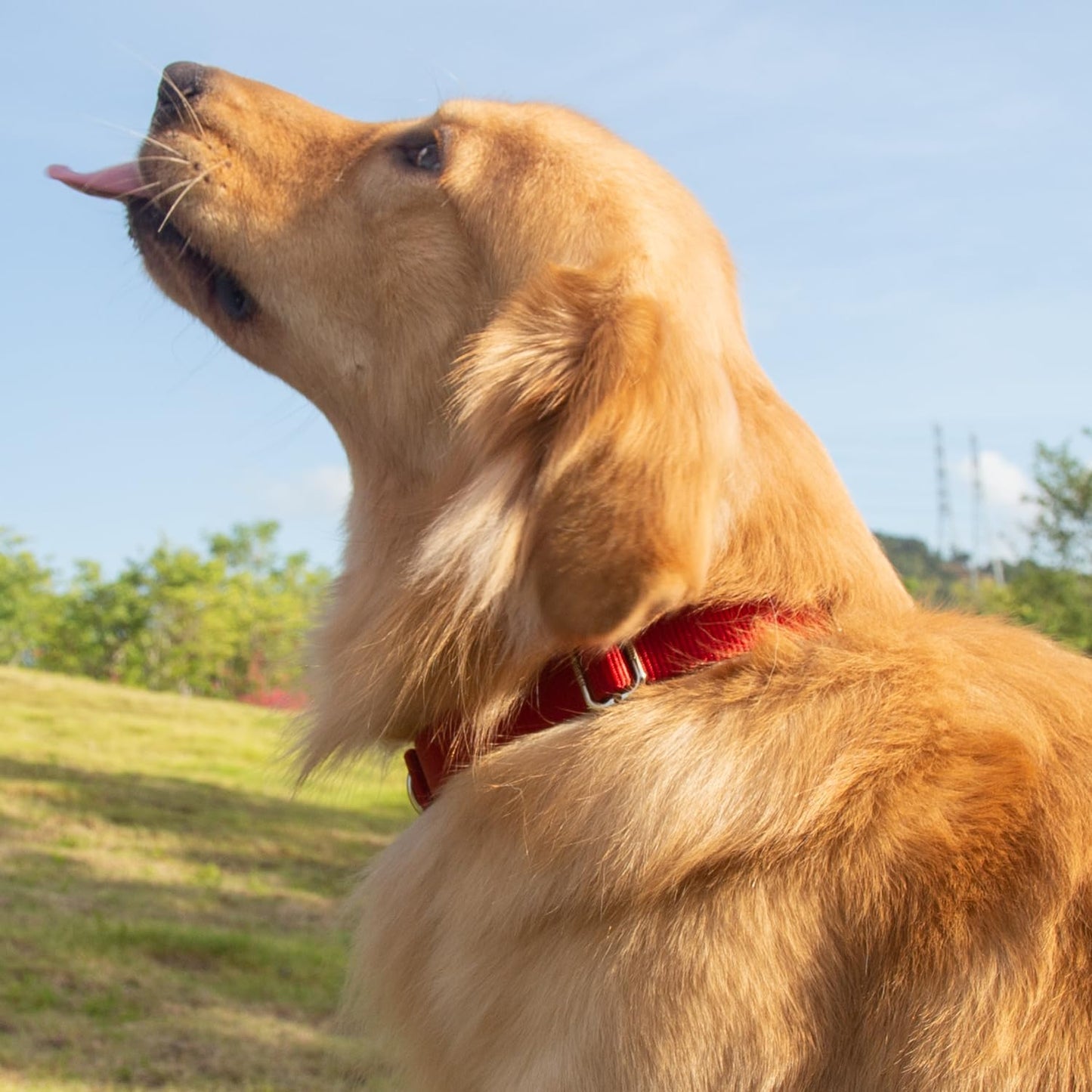Hyhug Dog Collar with Quick Release Buckle, Nylon Adjustable Durable Cute Pet Collars for Medium Dogs, Boy and Girl(Medium, Red)