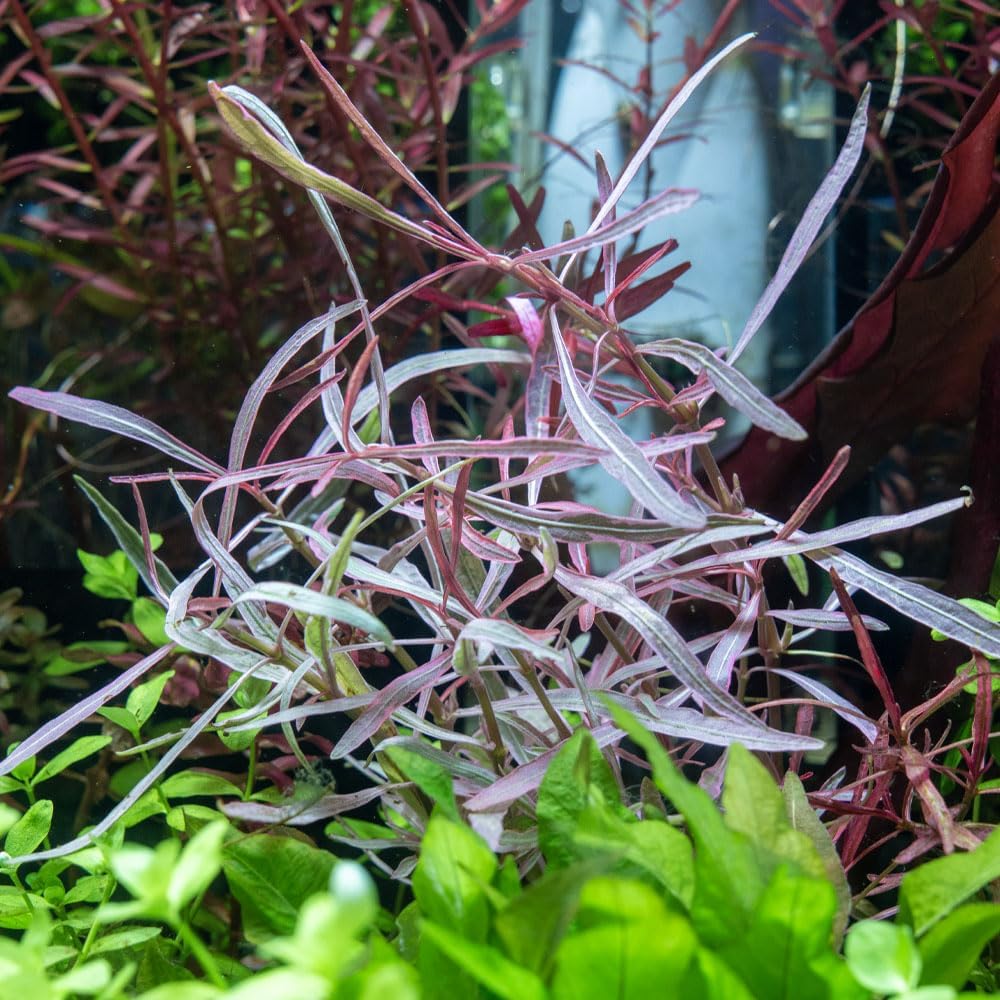 SubstrateSource Live Plants – Chai Hygrophila (Hygrophila lancea 'Chai') – Medium to High Light, Pink and Reddish Accent Aquatic Plant, Midground Placement – Stem Growth – Pot – 1 Pack