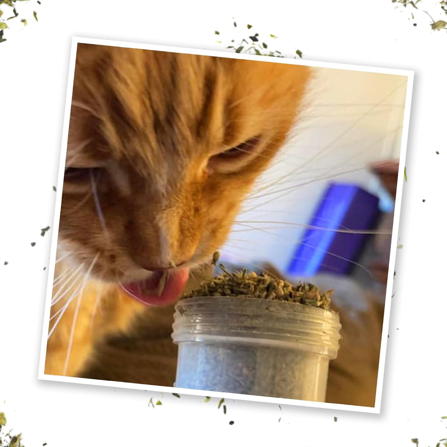 Meowijuana® Kalico Kush - Valerian Root and Catnip Blend - Large Bottle