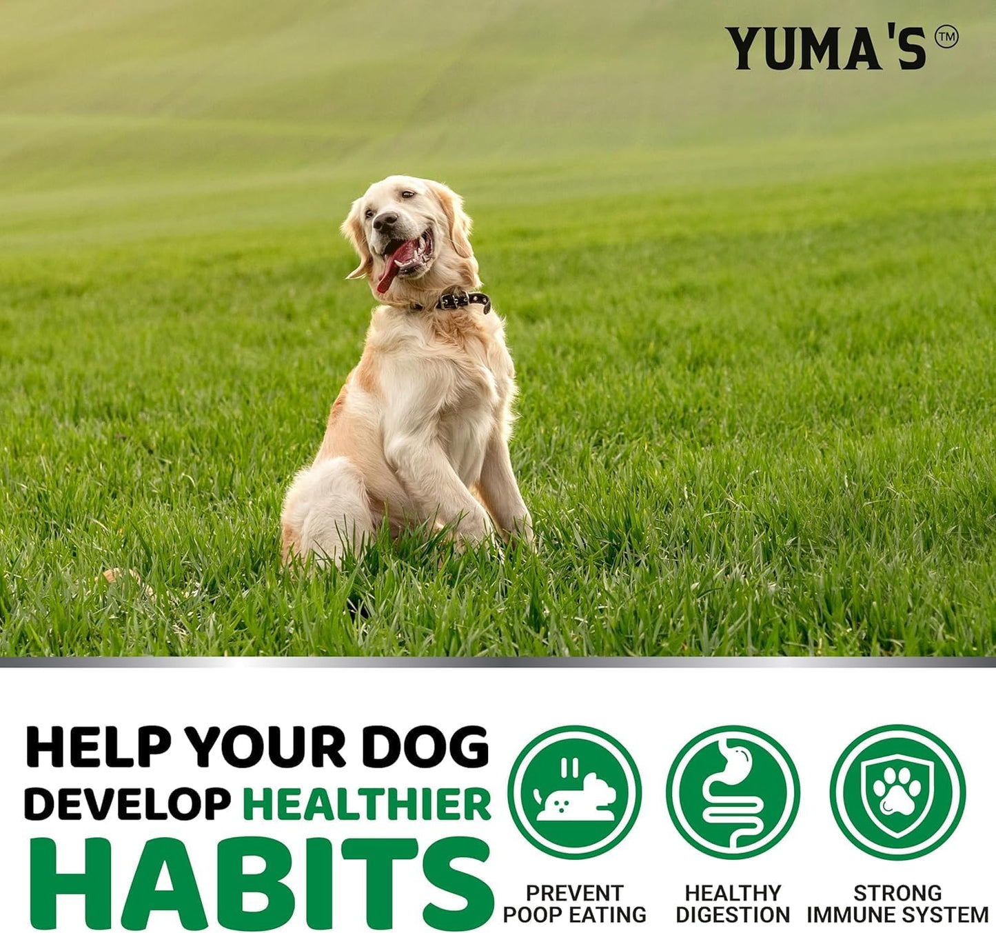 YUMA'S No Poo Chews for Dogs - 170 Count - Coprophagia No Poop Eating Deterrent for Dogs - Stop Eating Poop for Canine - Gut Health - Probiotics & Digestive Enzymes Supplement - Made in USA