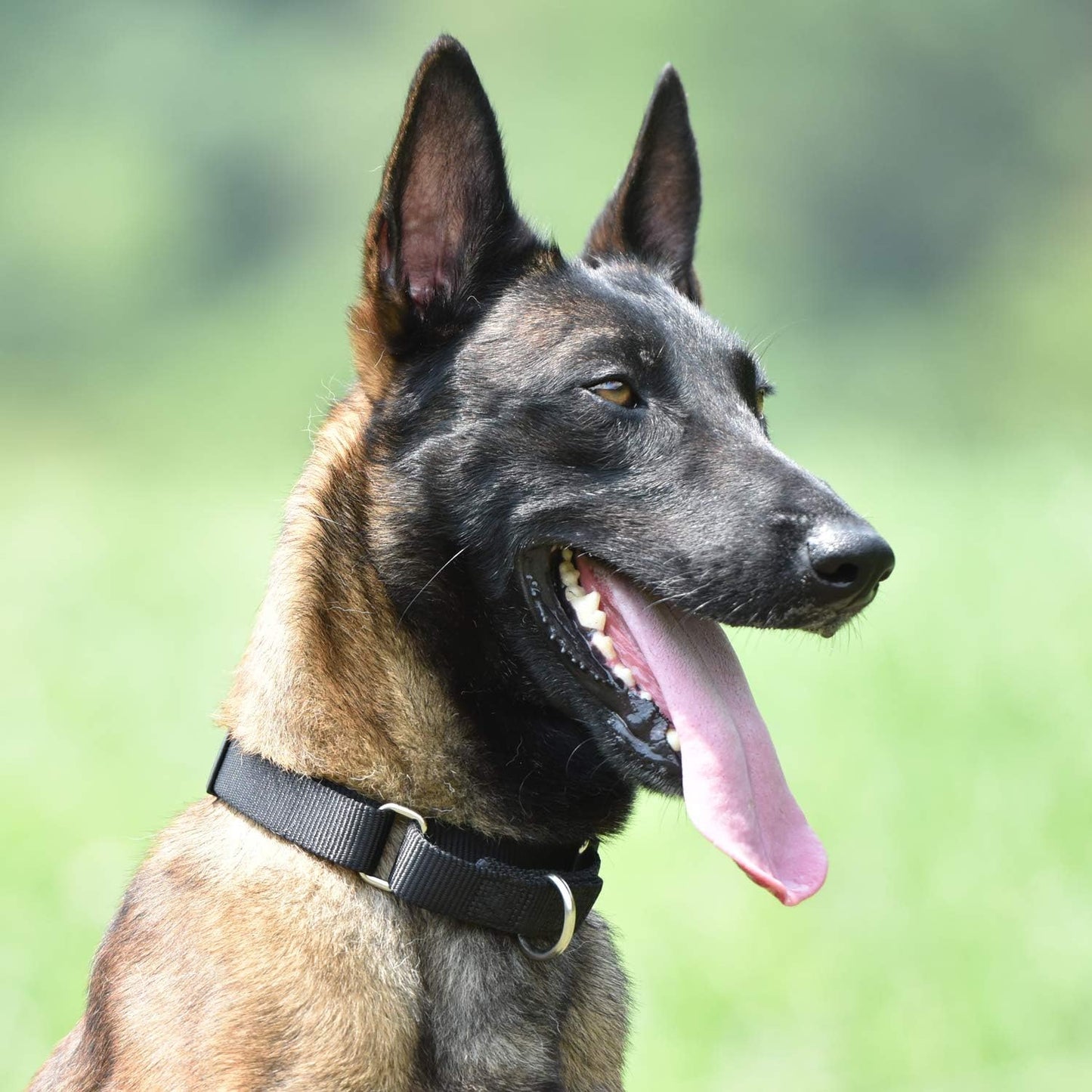 Hyhug Martingale Dog Collar Without Buckle: Anti Escape, No Slip Heavy Duty Nylon, Colorfast Adjustable Pet Supplies for Small Breeds(Small,Black)