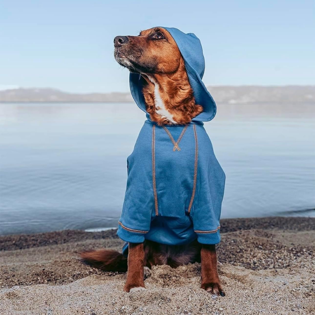 Blueberry Pet Essentials Hoodie – 22″ Cotton‑Blend Sweatshirt with Hood, Alaskan Blue, Machine‑Washable Dog Jersey