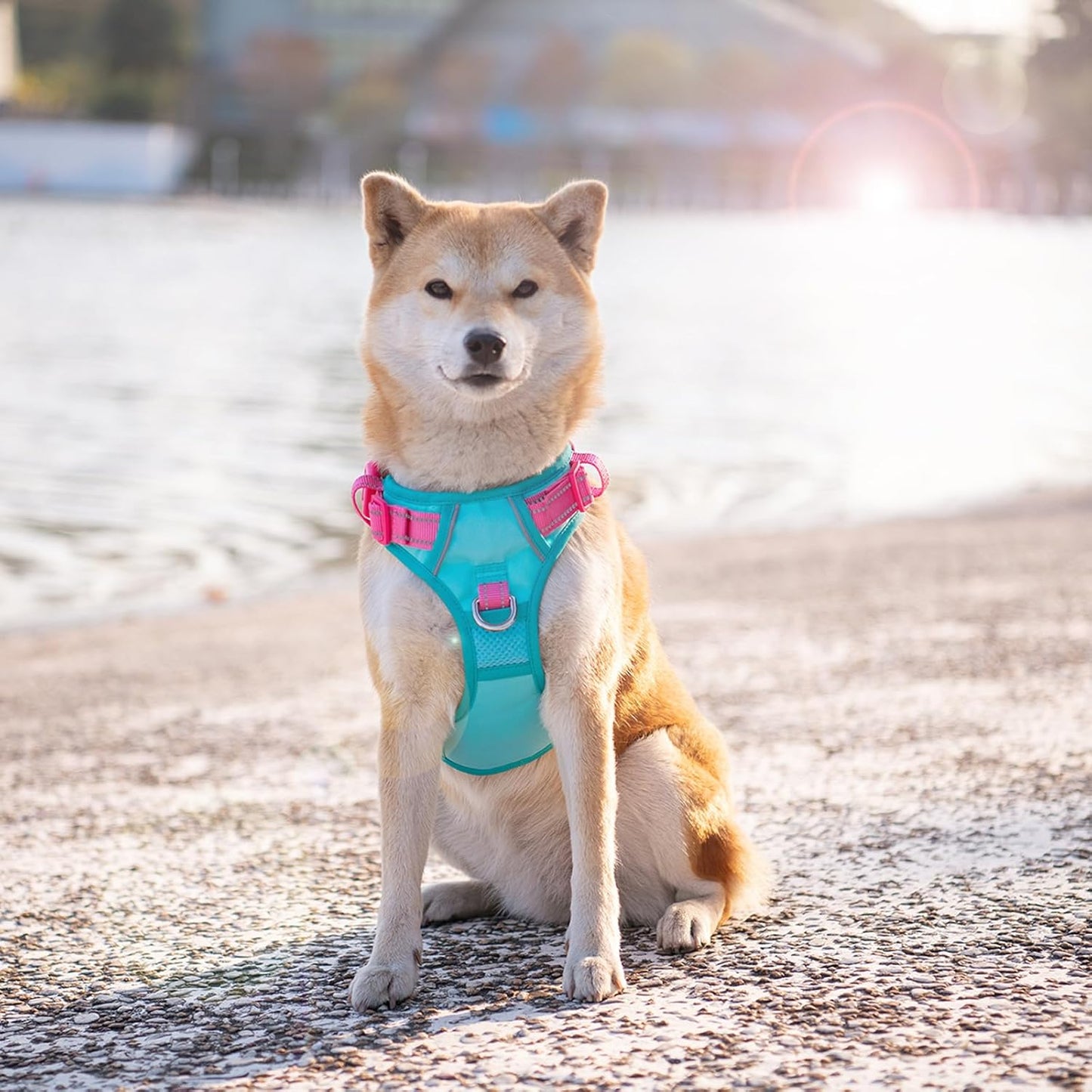 PHOEPET No Pull Dog Harness, Unique Colors Reflective Adjustable Dog Vest, with Soft Training Handle Metal Clips for Small Medium Large Dogs (Mint Green Base & Pink Straps,M)