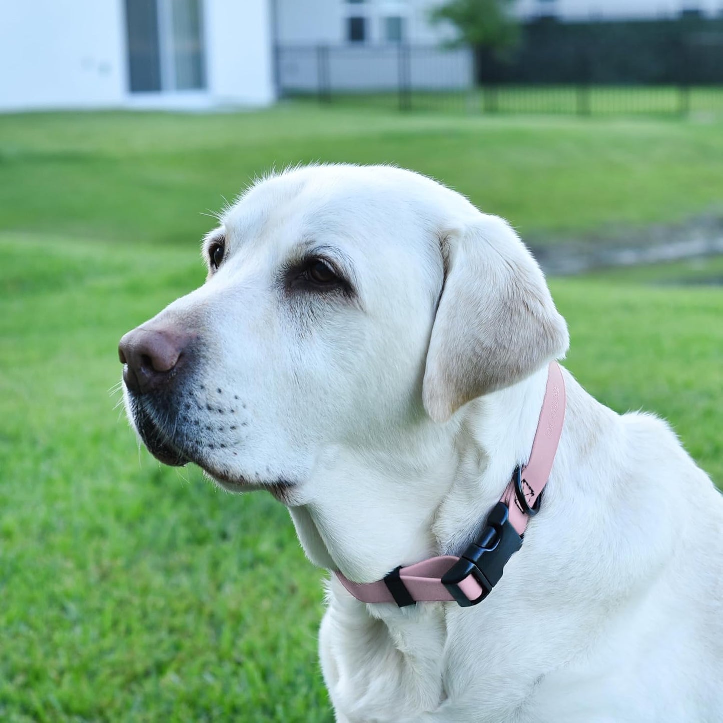 Dogline Biothane Waterproof Dog Collar with Quick Release Buckle Strong Coated Nylon Webbing with Odor- Proof for Easy Care Easy to Clean Fits Small Medium Large Dogs, Lavender 1" W 15-23" L