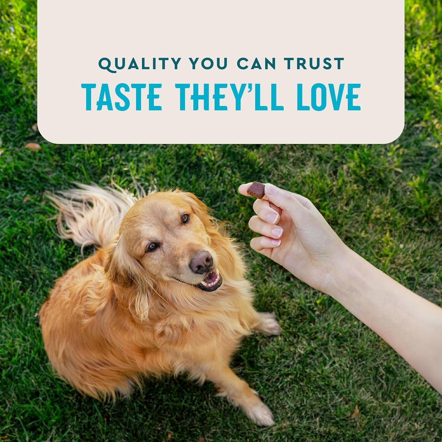 VetIQ Advanced Hip & Joint Chews For Dogs, 60 Count, Chicken Flavored Supplements Made with Glucosamine, Omega 3’s, Chondroitin, MSM & Green Lipped Mussel, Increases Mobility & Maintains Muscles