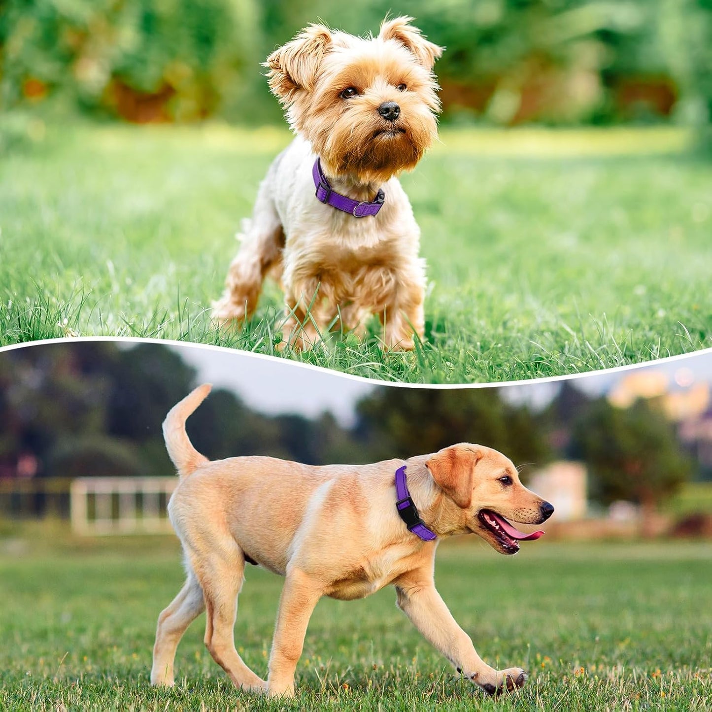 Reflective Dog Collar Padded with Soft Neoprene Breathable Quick Release Basic Dog Collars for Medium Dogs Purple Girl