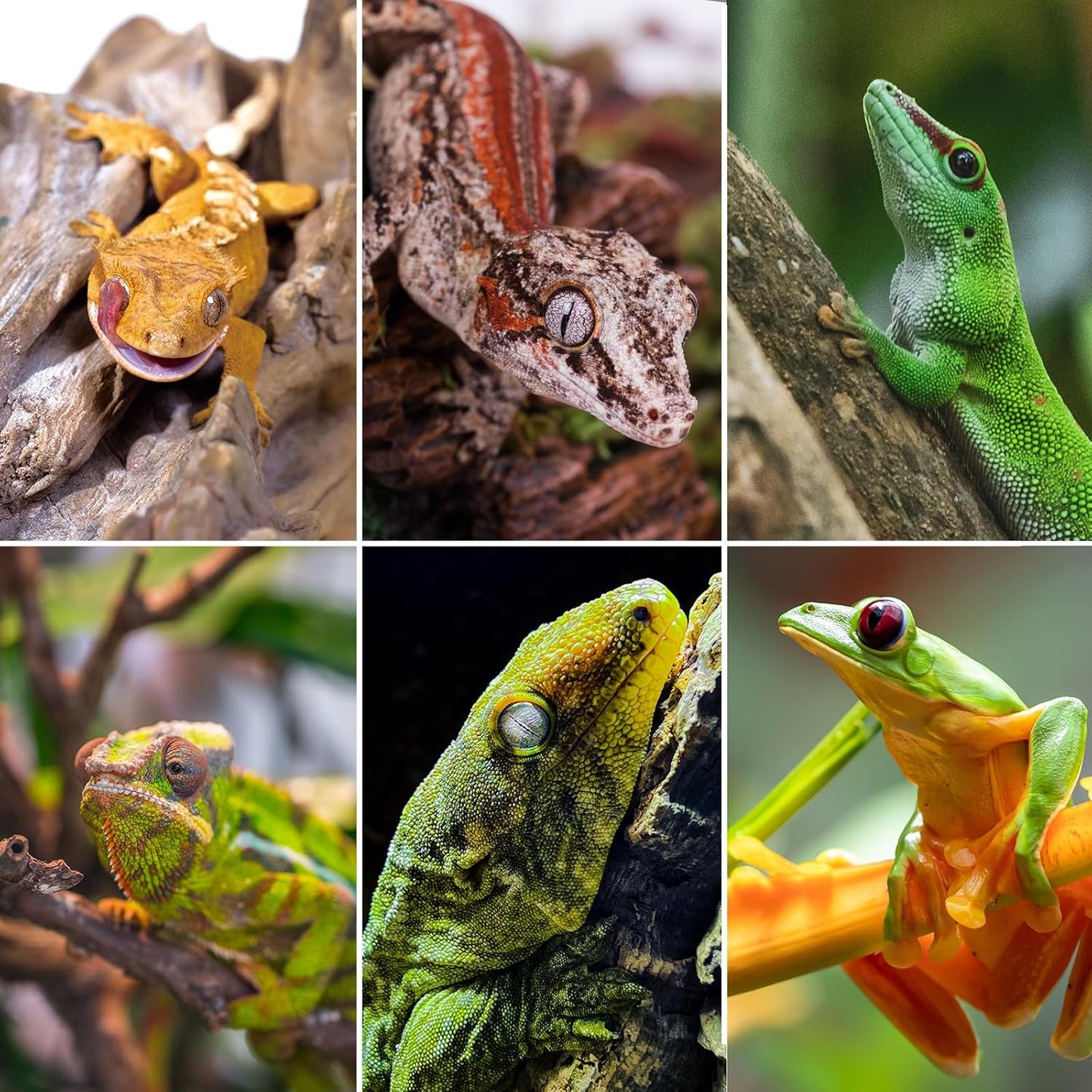 WACOOL Magnetic Reptile Ledge 2PACK, Acrylic Gecko Feeding Ledges with 6PCS Cups, Reptile Food Water Feeder Dish for Geckos Iguana Chameleon Pets