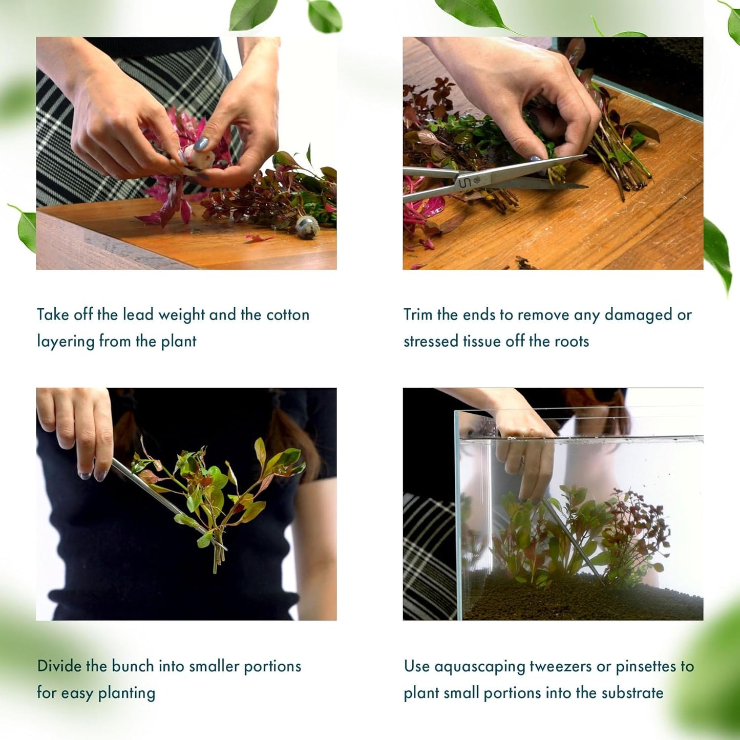 SubstrateSource Live Plant - Tall Grass, Corkscrew Vallisneria (Vallisneria Americana 'Contortionist') - Moderate to High Light, Bright Green, Background - Lead Bunch, 4 Pack