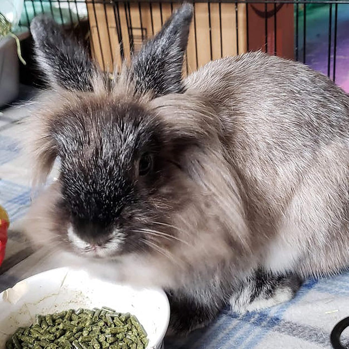 Sherwood Baby Rabbit Food. Hay-Based Pellet. No Wheat, Corn, or Soy for Better Digestion. 10 lbs