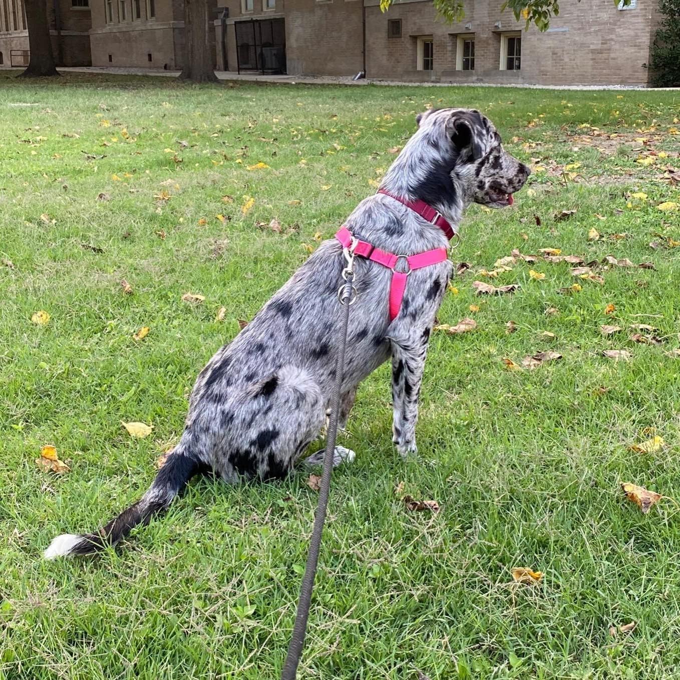 PUPTECK No Pull Dog Harness Soft Adjustable Basic Nylon Step in Puppy Vest Outdoor Walking with ID Tag DeepPink