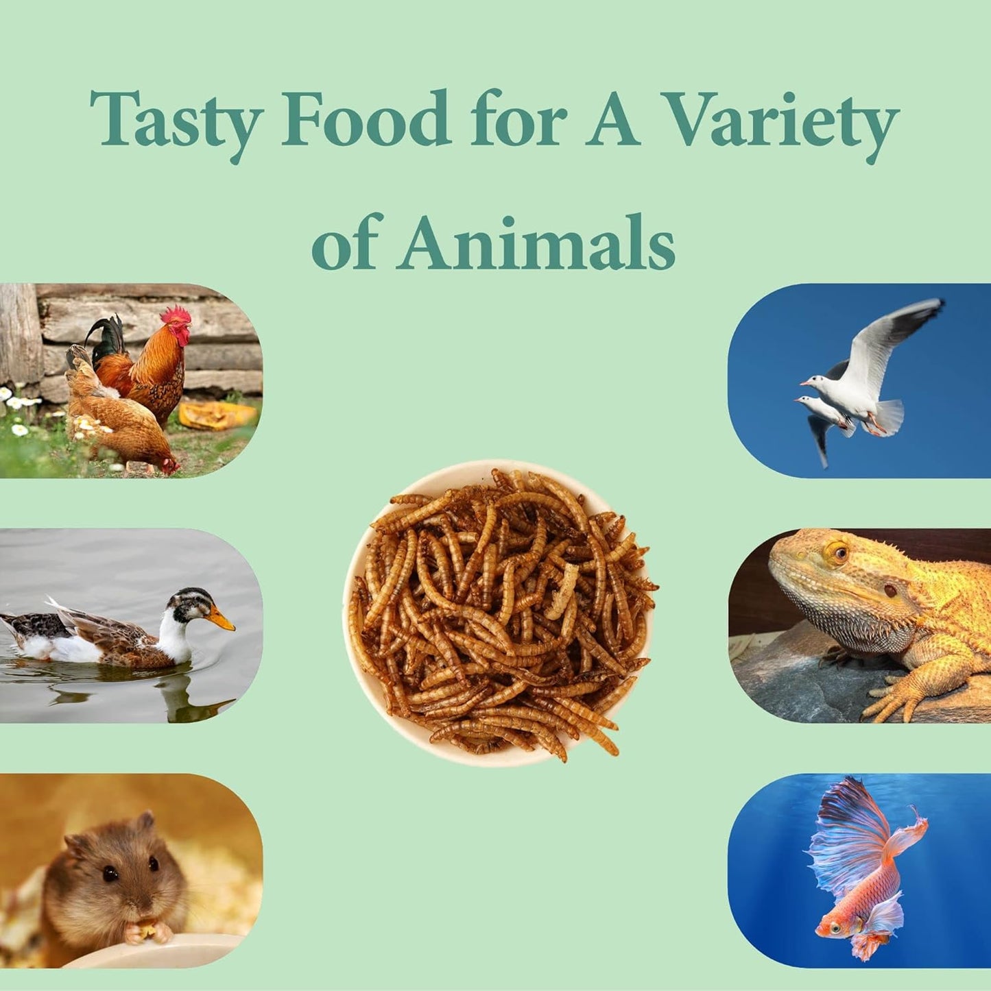 10LB Dried Mealworms, High Protein Meal Worms for Poultry, Wild Birds, Hedgehogs, Hamsters, Reptiles, Great Chicken Food, Bird Food