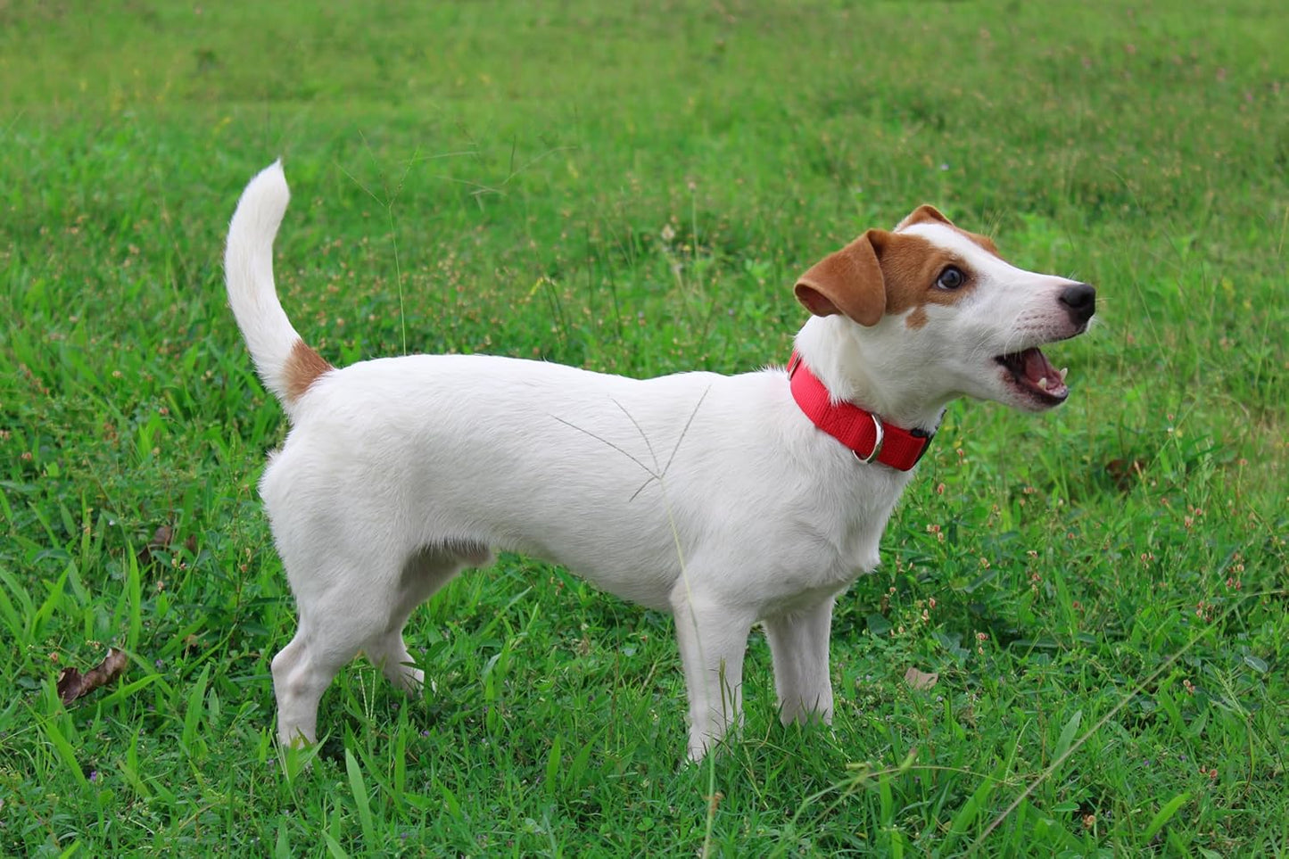 Mikivery Nylon Dog Collar with Quick Release Buckle Soft Adjustable Sturdy for Small Medium Large Dogs Red,L