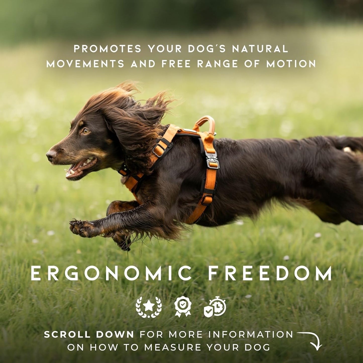 MADE TO ROAM Premium Explorer Harness - Y-Shaped Dog Harness with Adjustable Durable Nylon, Soft Padding, Metal Buckles and Leather Handle for Small, Medium, Large Dogs (Michigan Autumn, Size 2)