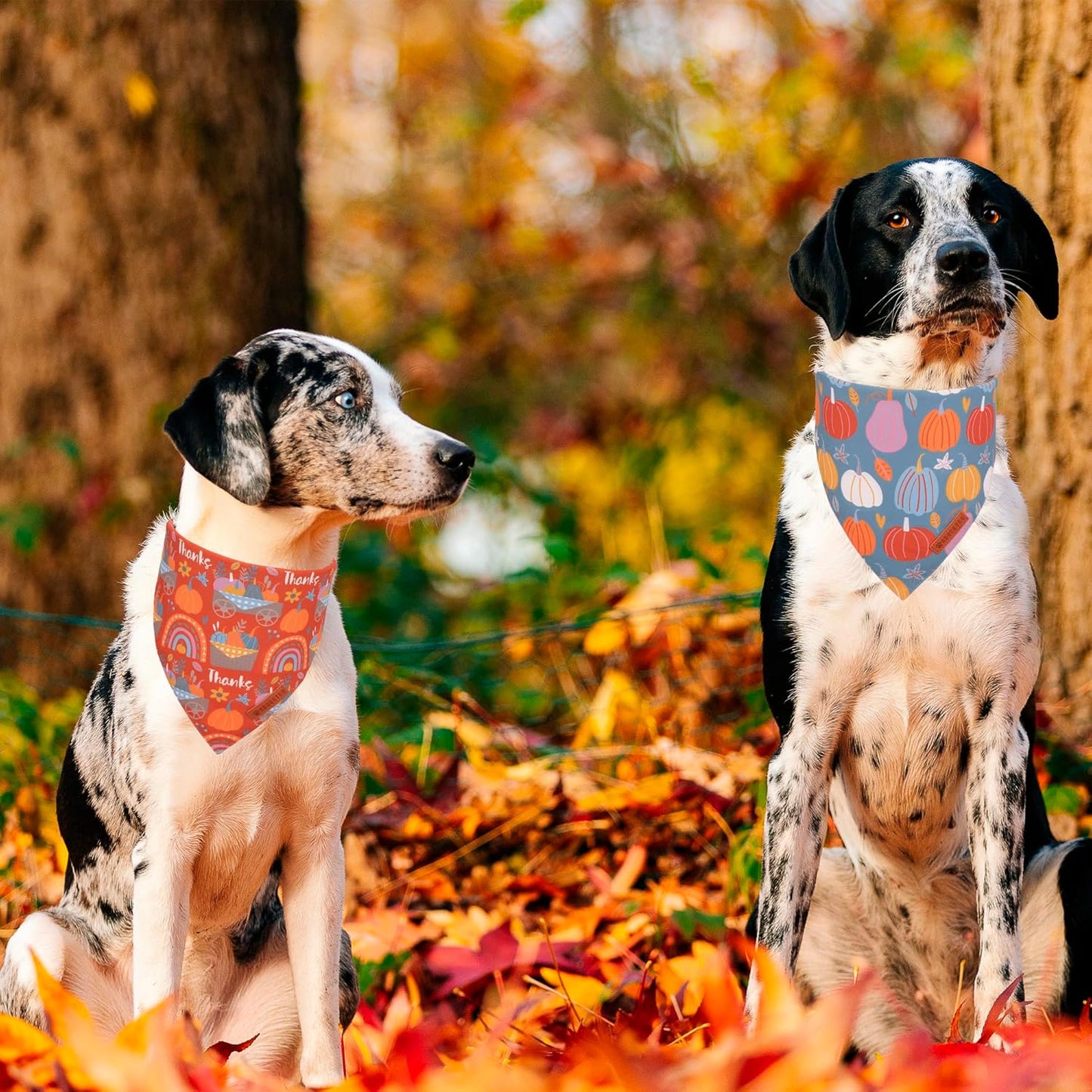 ADOGGYGO Thanksgiving Dog Bandana - Blue Orange Pumpkin Scarf, Adjustable Fit Fall Bandanas for Extra Large Dogs Pets (X-Large)