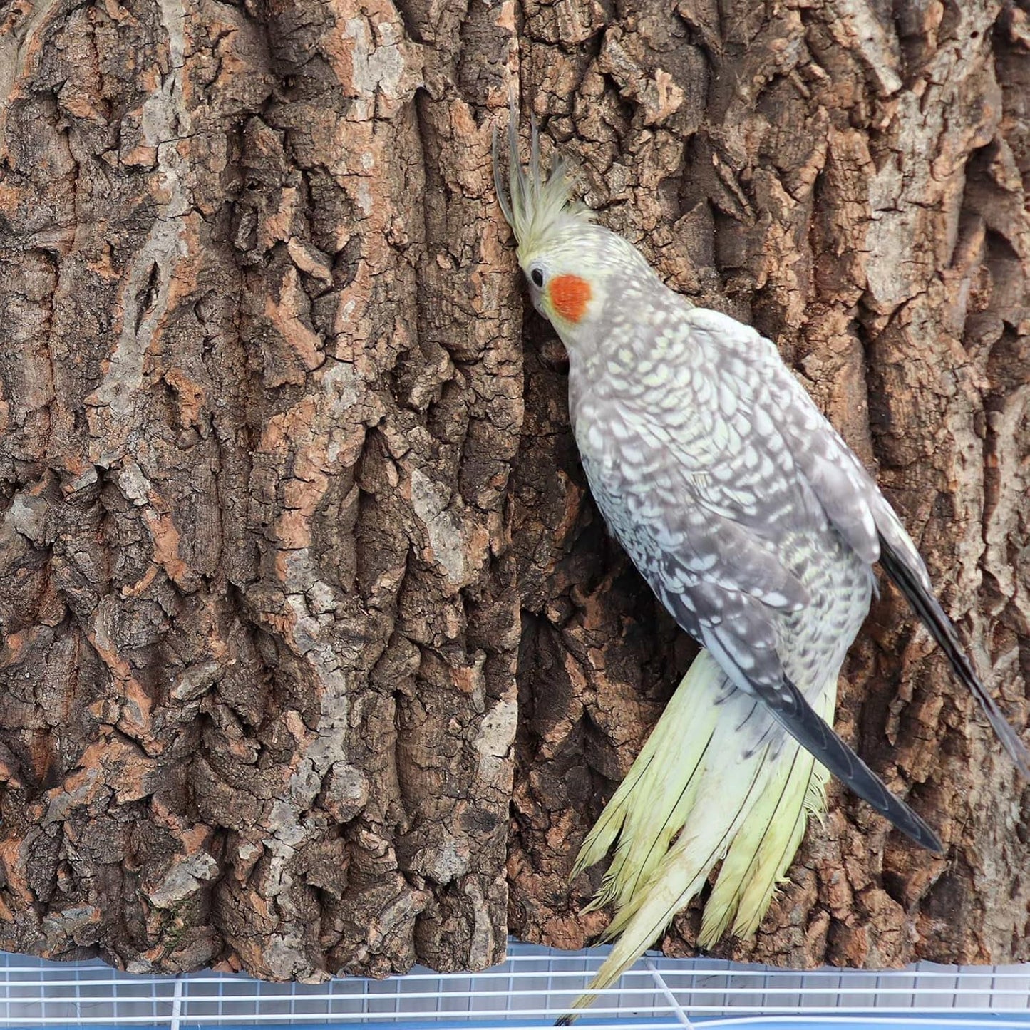 4 Pack Cork Bark Perch for Bird, 11.8 × 7.9 inch Natural Parrot Chewing Toys, Birdcage Background Decor Accessories, Bark Toy for Budgie Parakeet Cockatiel Lovebirds Conures Hamster Guinea Pig Rat